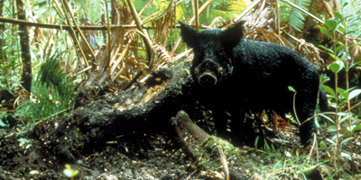 eurasian wild boar