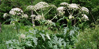 giant hogweed