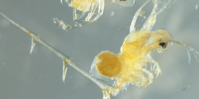 spiny waterflea