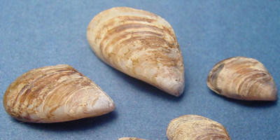 zebra mussel