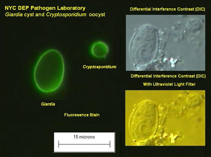 Photo of a cryptosporidium oocyst, and a giardia cyst under a microscope