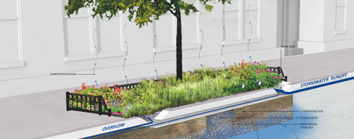 Rain Garden Diagram