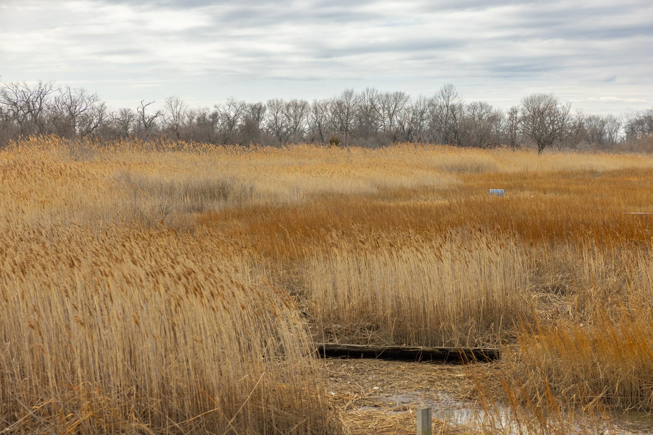 wetlands