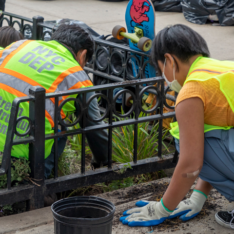 Cleaning up a rain garden