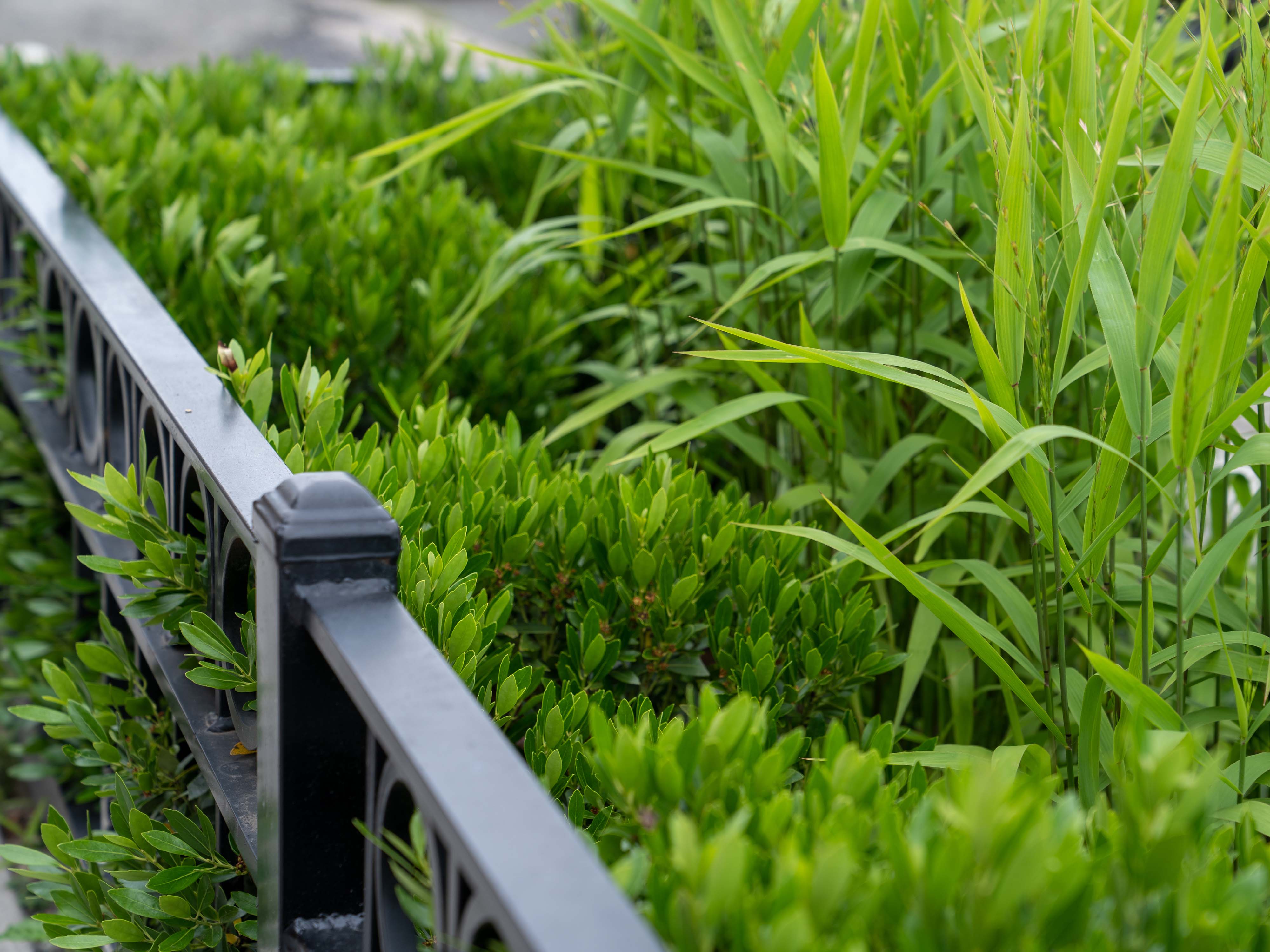 close up of a rain garden