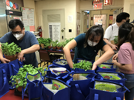 Staffs packing herb plants