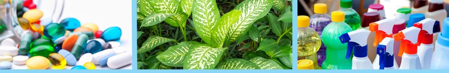 pictures of pills, cleaning supplies and a poisonous plant.