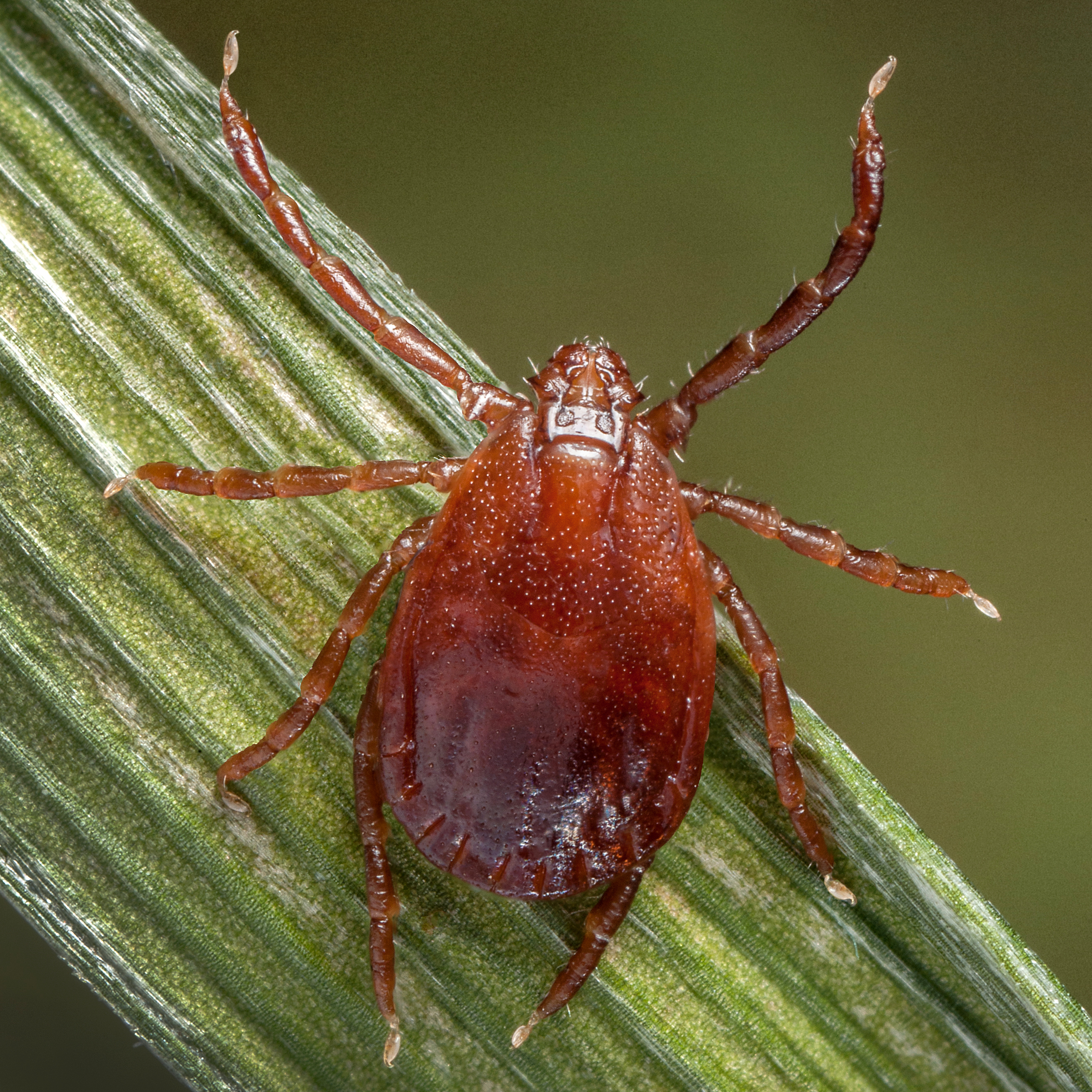 Asian Longhorned Tick