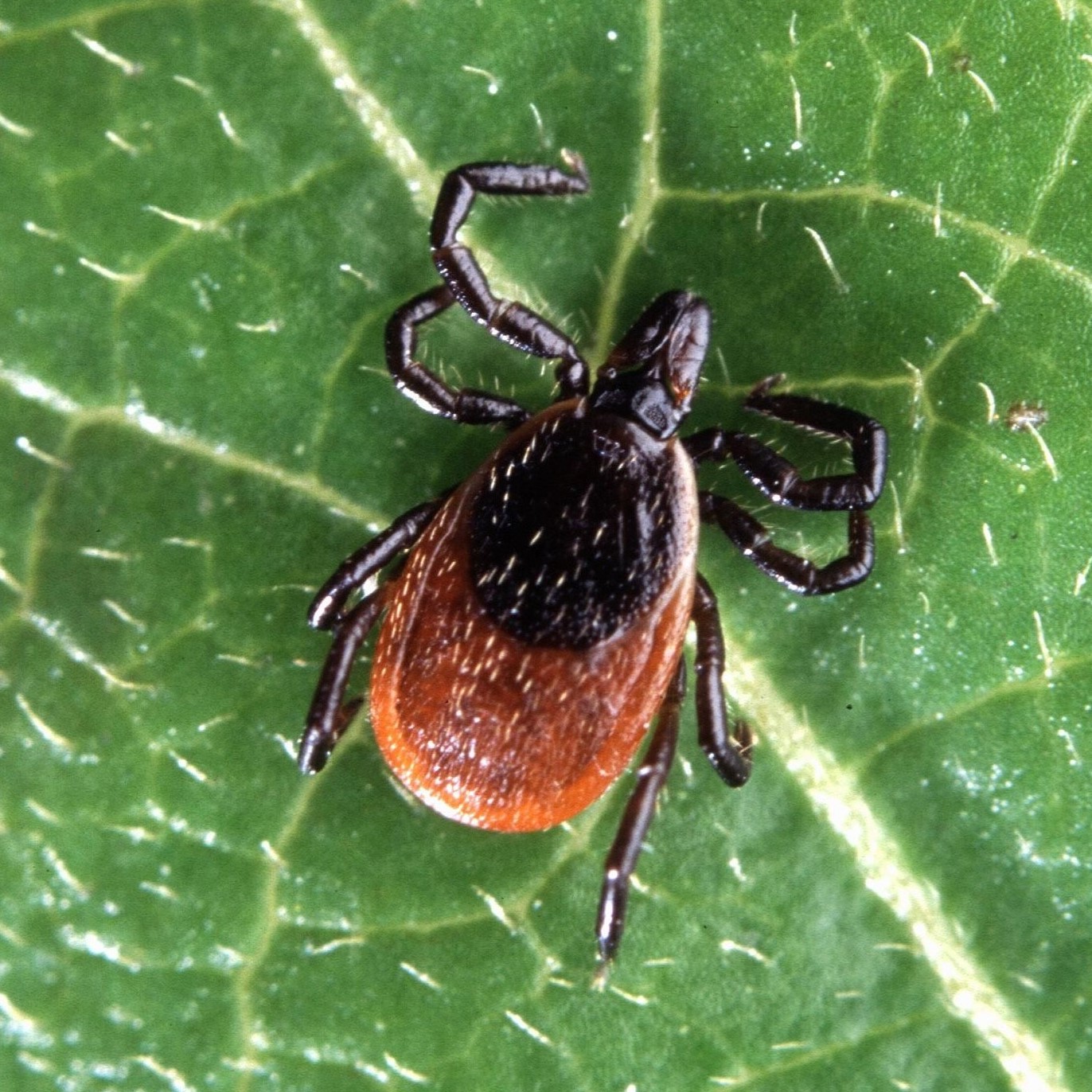 Blacklegged tick