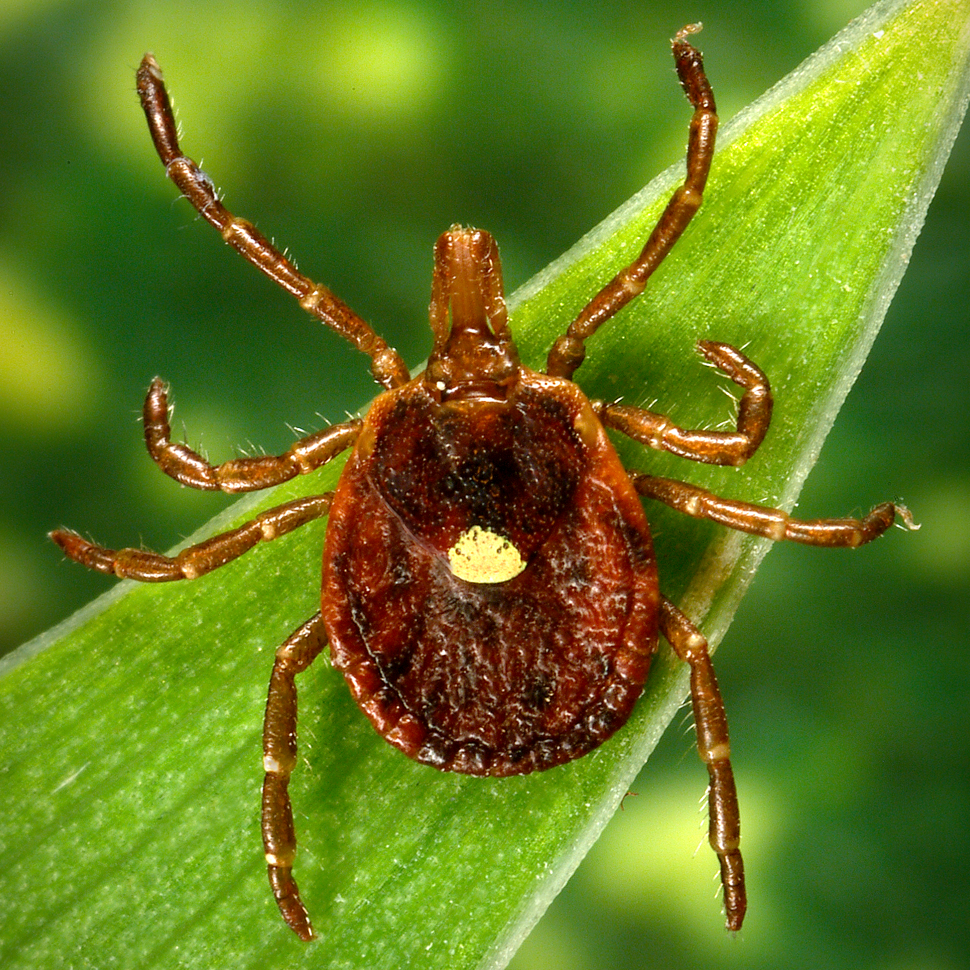 Lone Star Tick