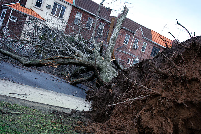 Tornado damage in Brooklyn.