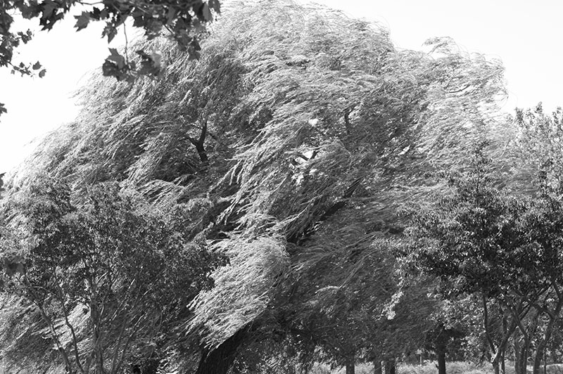 High winds blowing trees back and forth.