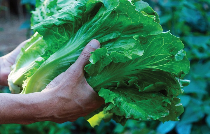 Hand holding a head of lettuce
                                           