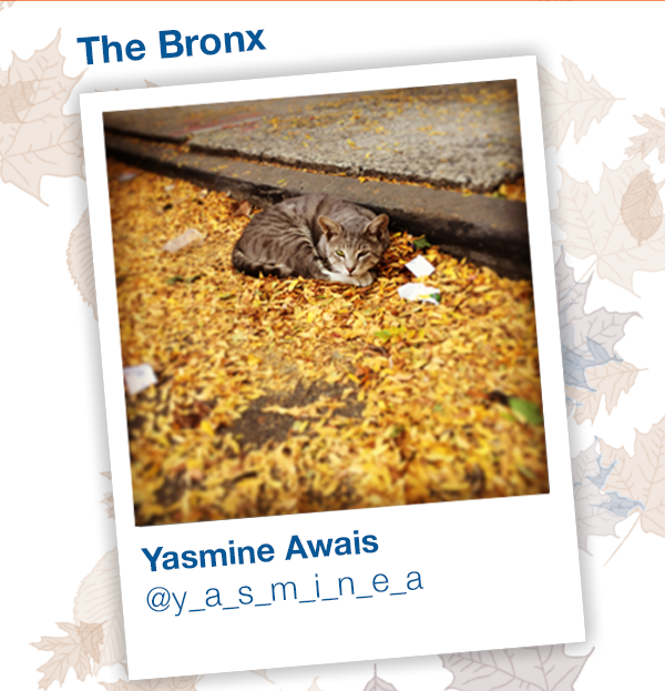 Yasmine Awais - The Bronx