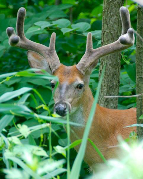 White-tailed Deer | Photo credit: Richard Simon in Blue Heron Park on Staten Island