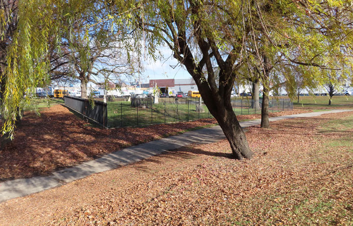 a field of leaf and there is metal fence on the far side