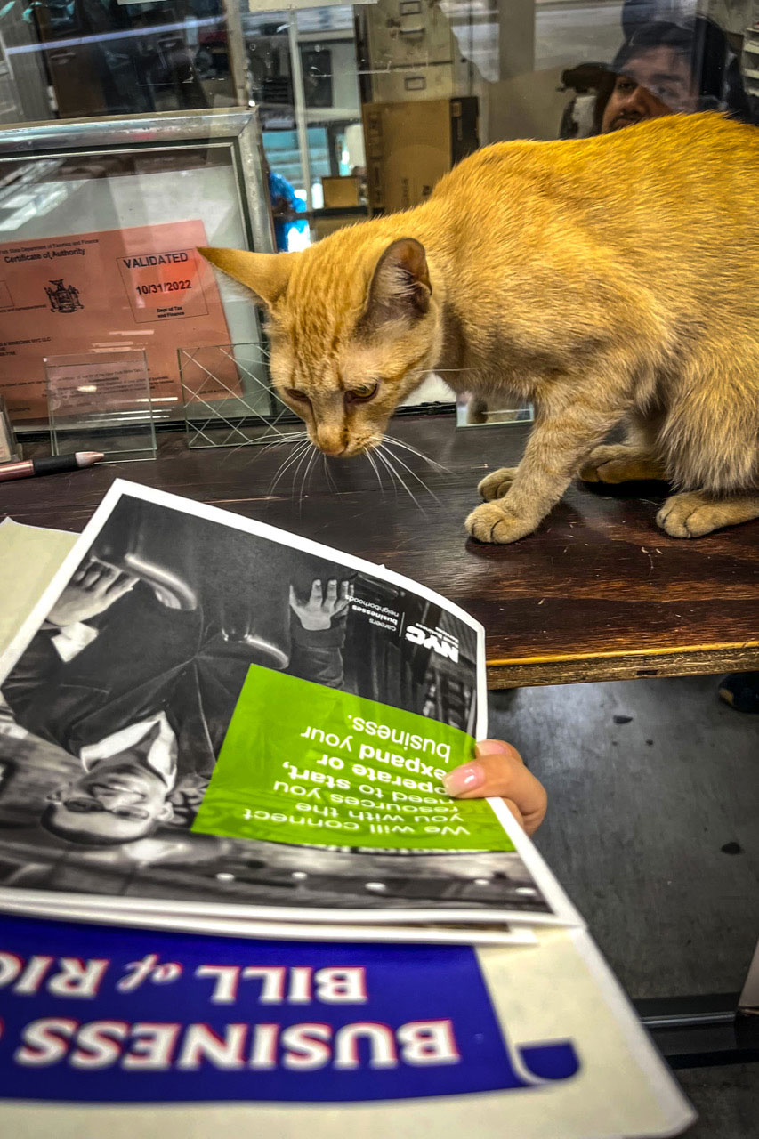 A cat on a Bodega counter looking at an informational flier