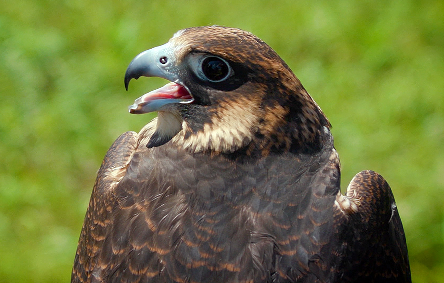 Photo of a peregrine falcon
                                           