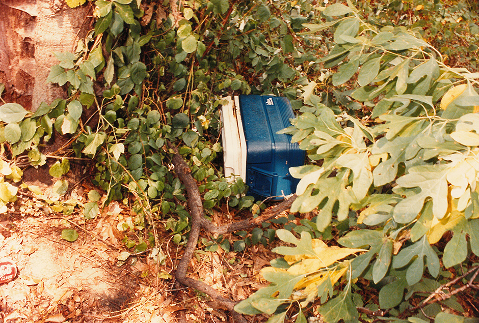 Blue coller on its side on the ground among downed tree branches