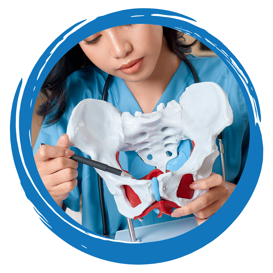 Hands holding a model of internal organs