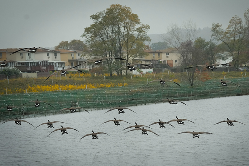 Mid-Island’s New Creek Bluebelt on Staten Island