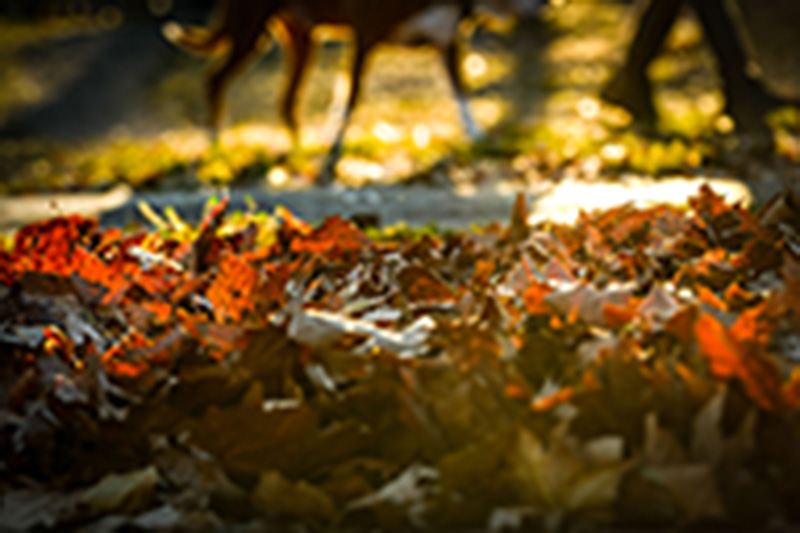 Fall leaves