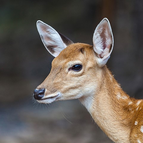 deer