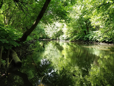 Bronx River Forest - the location of a walking tour on 5/20. Photo by Bronx River Alliance