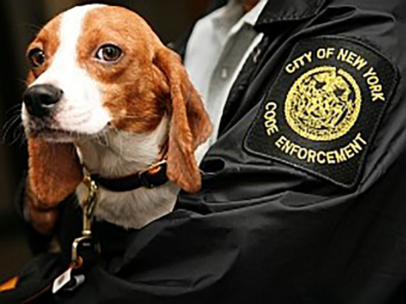 One of HPD’s bedbug-sniffing dogs. Source: HPD