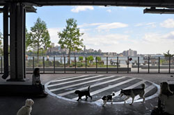 Neighborhood dogs play in the innovative dog park