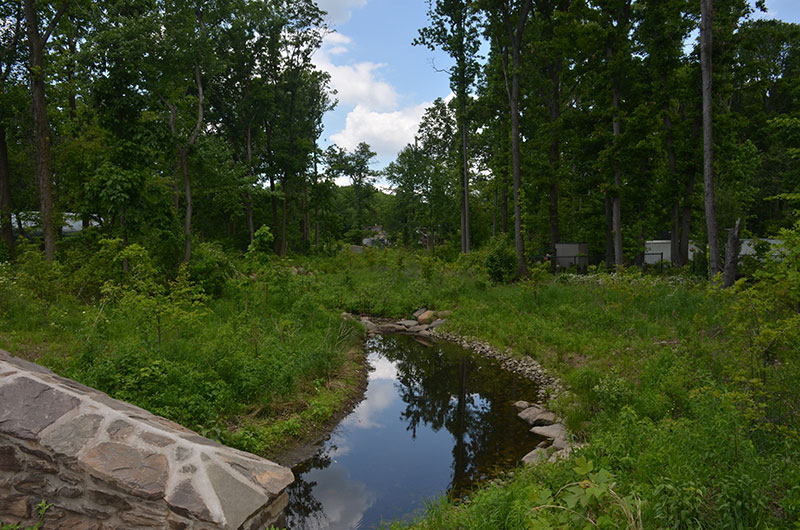 Department of Environmental Protection Sweet Brook Bluebelt in Woodrow