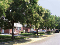 Lower-density streetscape in Bellerose