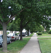 Street trees and planting strip in lower density neighborhood, Queens