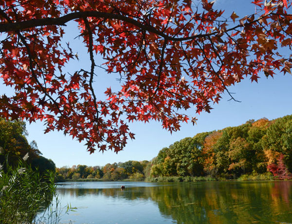 Alley Pond Park
                                           