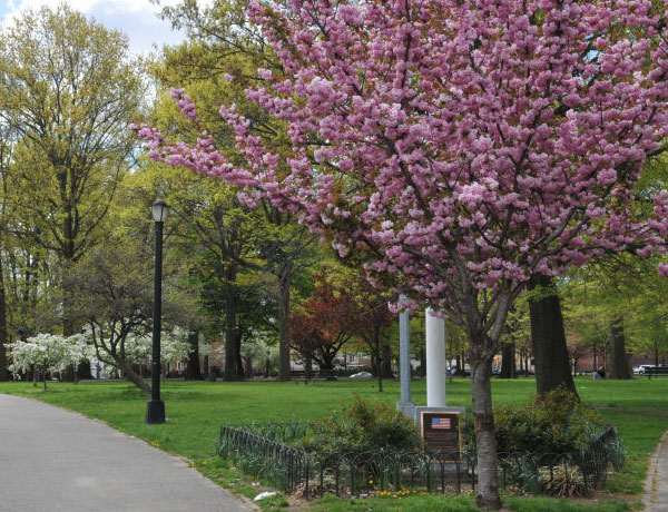Cherry blossoms in Juniper Valley Park
                                           