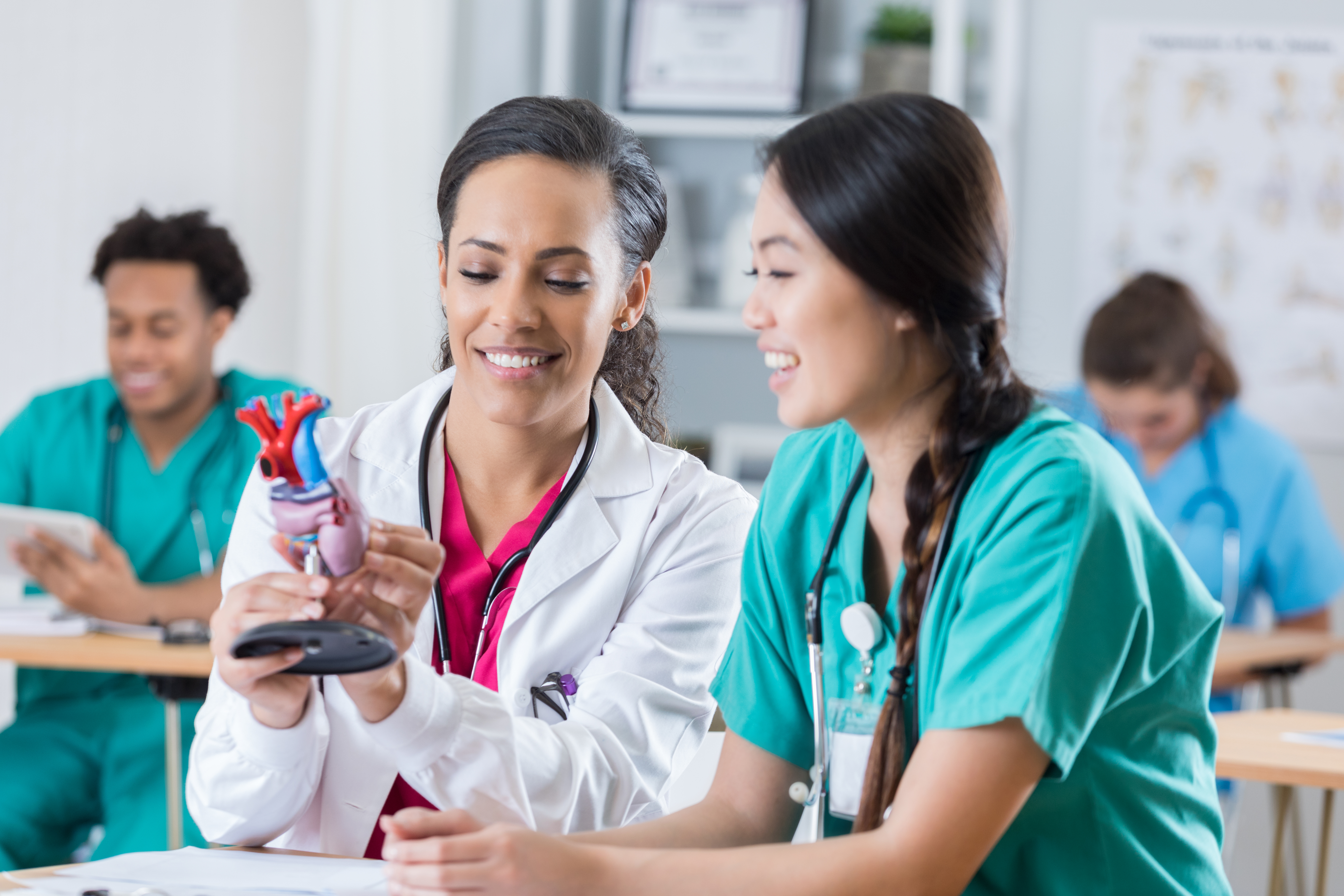 medical students examine human heart model