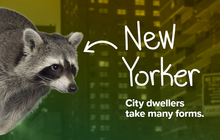 Raccoon
                                           