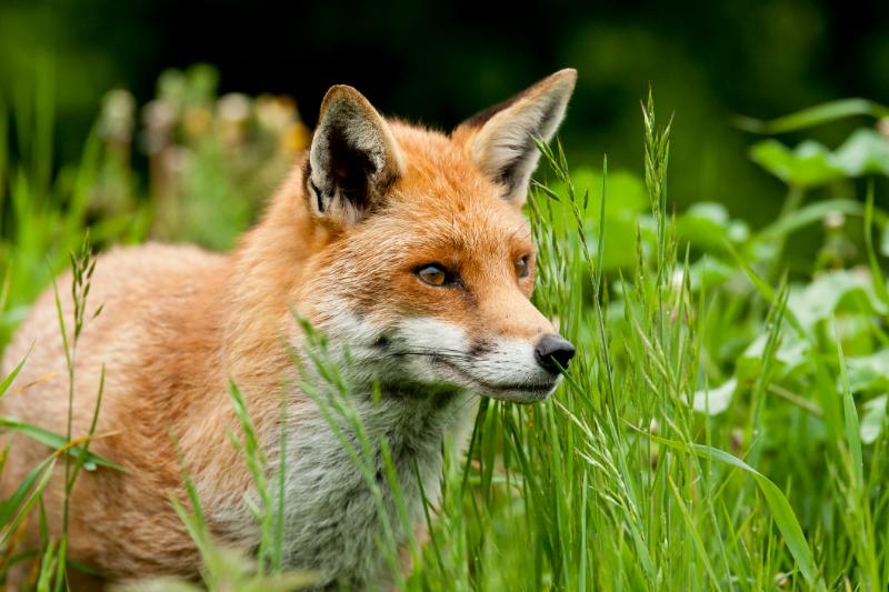 red fox habitat