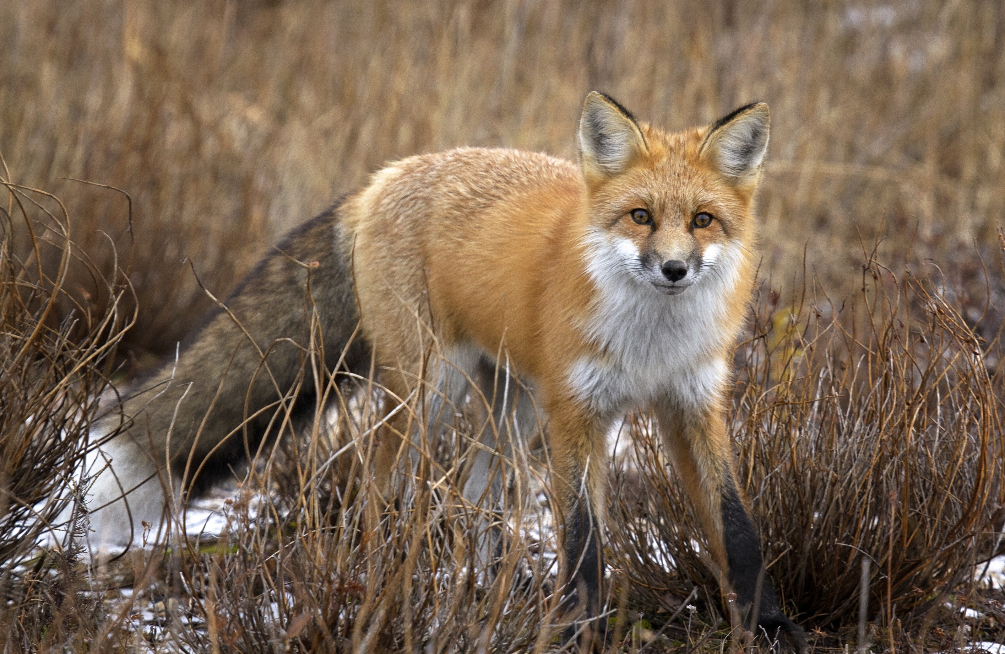 Red Fox Appearance