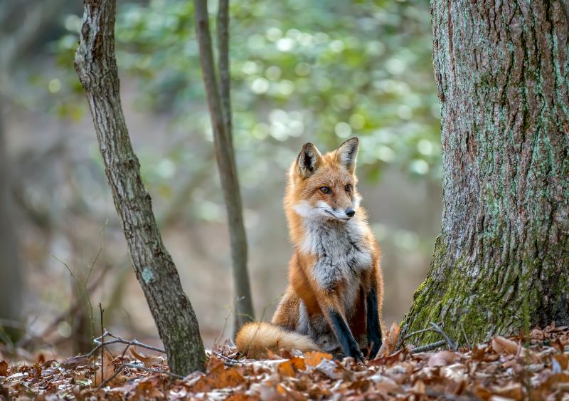 A red fox sitting in a wooded area.