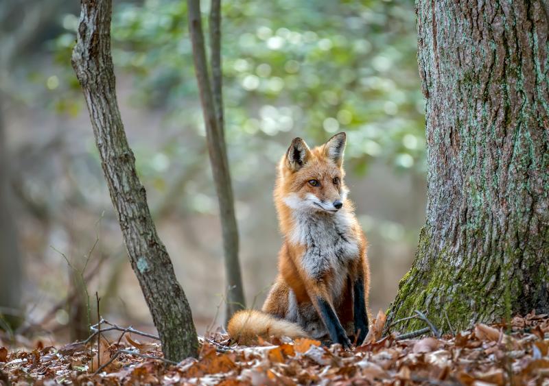 Red Foxes - WildlifeNYC