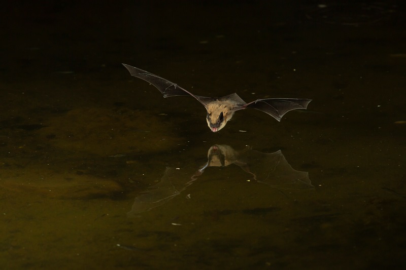 A big brown bat mid-flight.