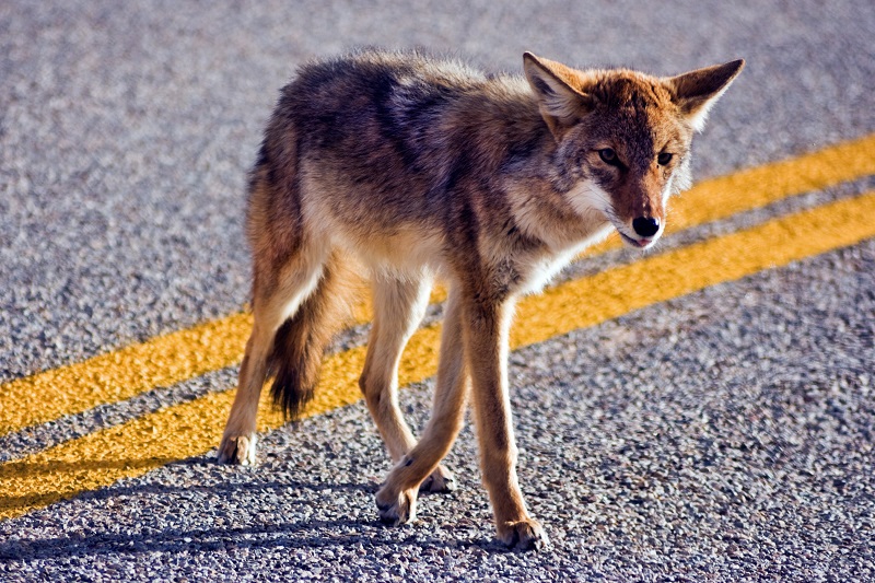 An eastern coyote crossing a roadway