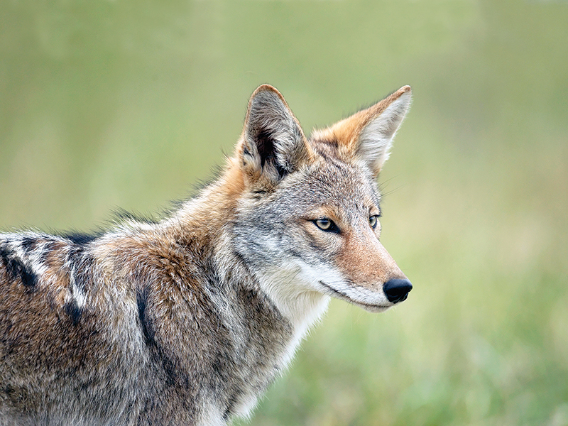 Close-up of an eastern coyote.