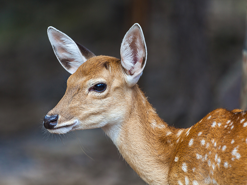 This photo shows a side profile of a young deer, known as a fawn, looking directly in to the camera. The deer is very well lit and the background is blurry.