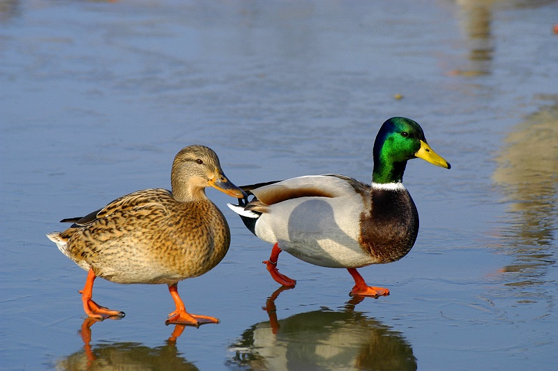 A male and female mallard.