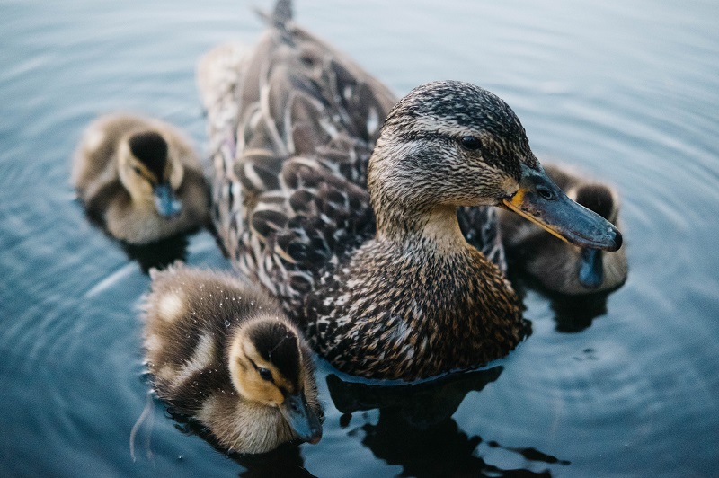 Hen with chicks.