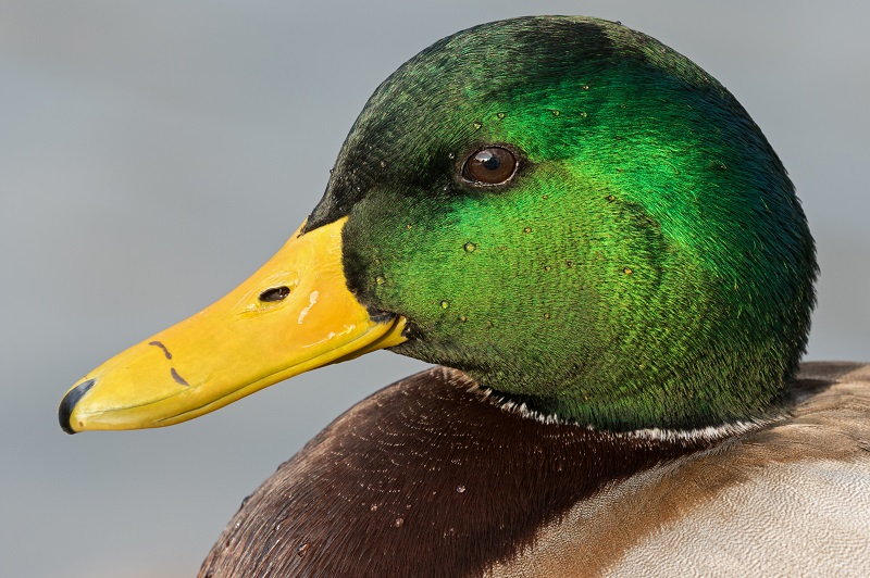 Close-up of a drake