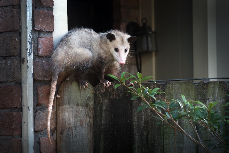 An adult opossum on a fence