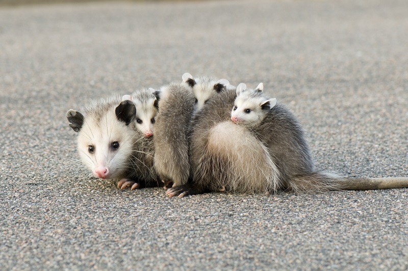 A female Virgina opossum with her joeys